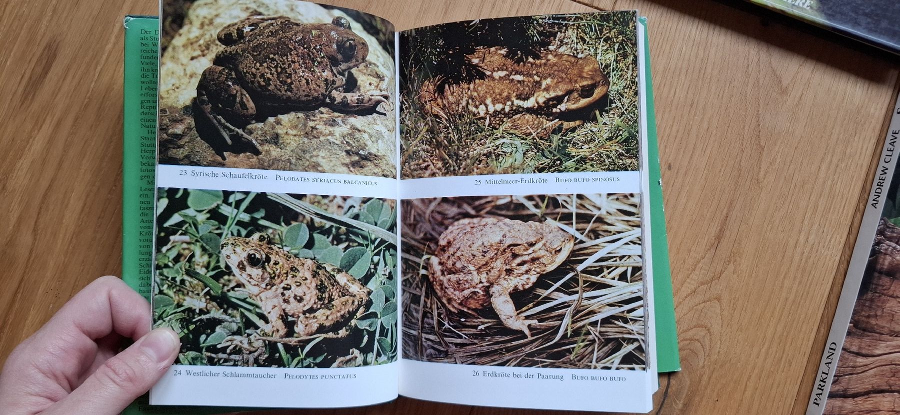 Libri: 3 Bücher zu Schlangen und Reptilien – Usato da Mellingen venduto da lathei 2