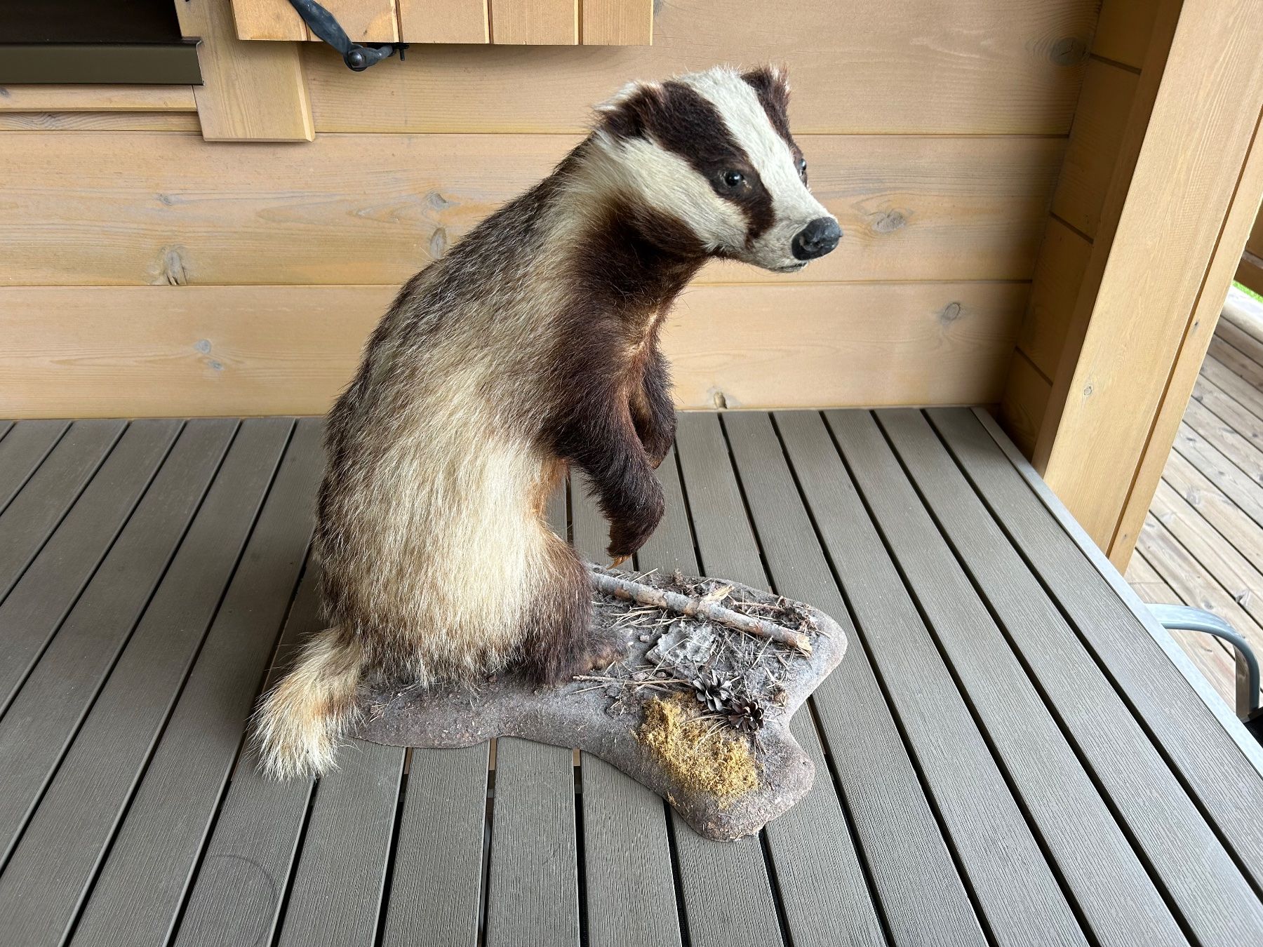 Welt der Tiere: Dachs Ausgestopft – Gebraucht aus Les Pontins von Brumm01 1