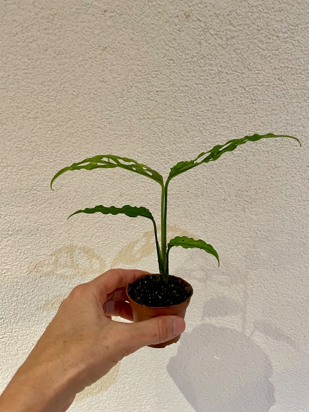 Pflanzen & Samen: Monstera adansonii obliqua peru – Gebraucht aus Zürich von Plant_lady 1