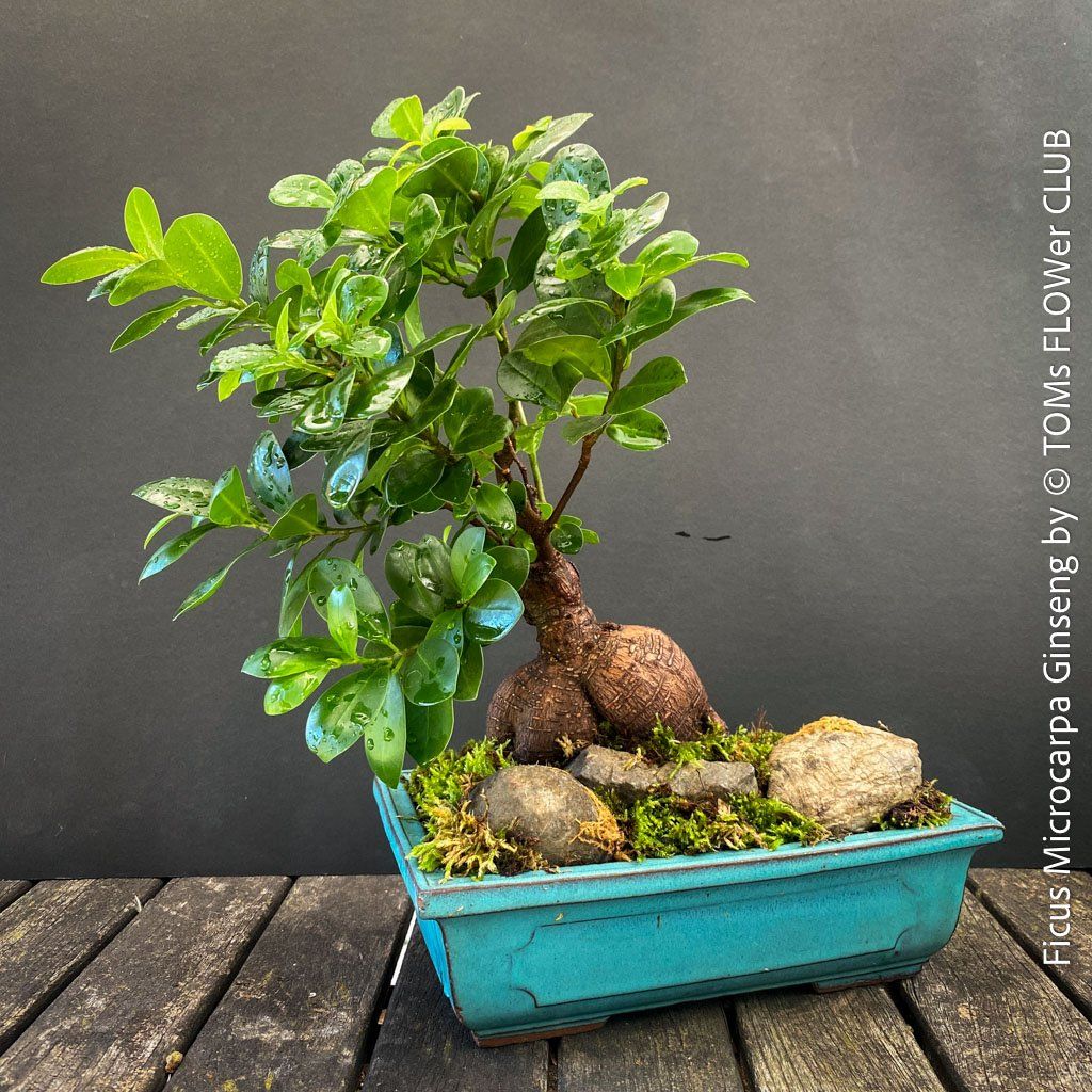Piante & sementi: Ficus Microcarpa Ginseng - Bonsai-Form – Nuovo e nell'imballaggio originale da Adliswil venduto da astom369