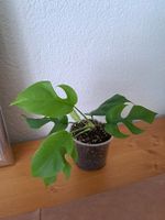 Junge gesunde Monstera minima