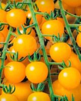 Ab 5.- fr !!! 10 SAMEN GELBE CHERRY TOMATE‪ 10 graines‪‪‪‪