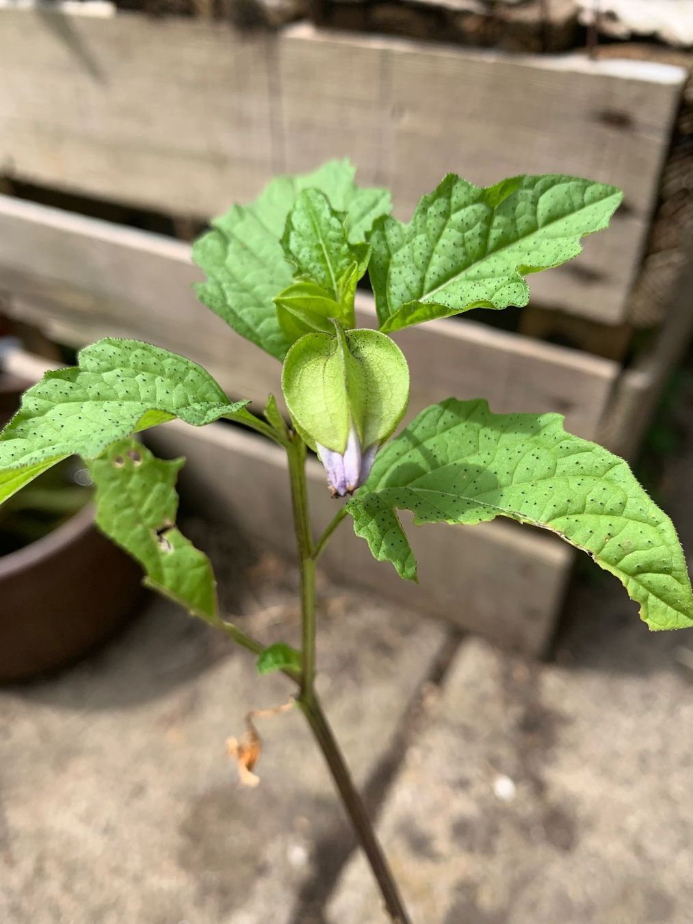 Pflanzen & Samen: GIFTBEERE (Nicandra physalodes) Pflanze – Neu (gemäss Beschreibung) aus Hinteregg von ERFOLG78 1