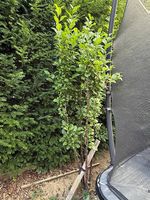 Säulenobst-Baum Säulenzwetschge Liane