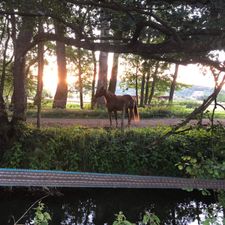 Profile image of wildhorses78