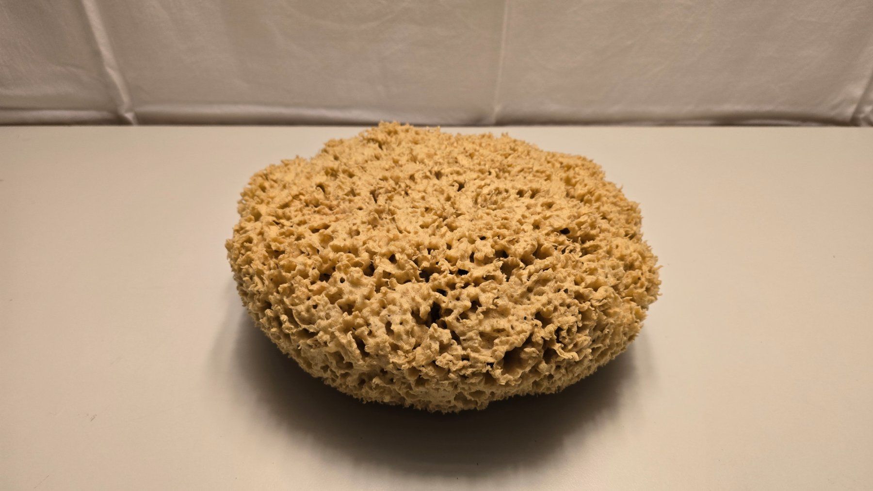 Altro per la casa: Gosser Naturschwamm – Usato da Zürich venduto da Bobesfee