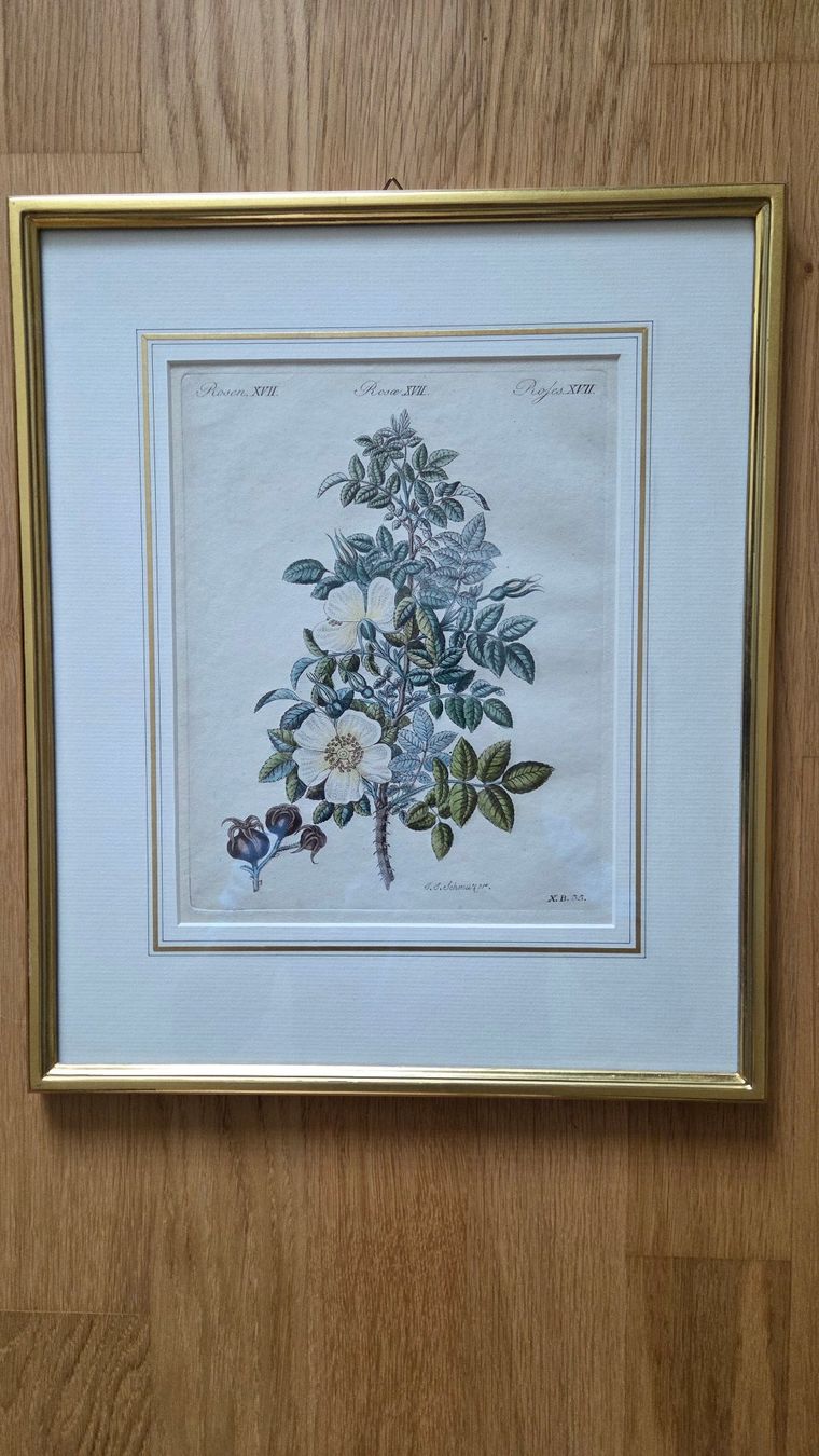Stiche: Kupferstich Rose um 1800 – Gebraucht aus Muri b. Bern von Nydegg3
