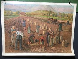 Vintage Schulwandbild KARTOFFELERNTE, T. Senn #G16 LxB: 65,5