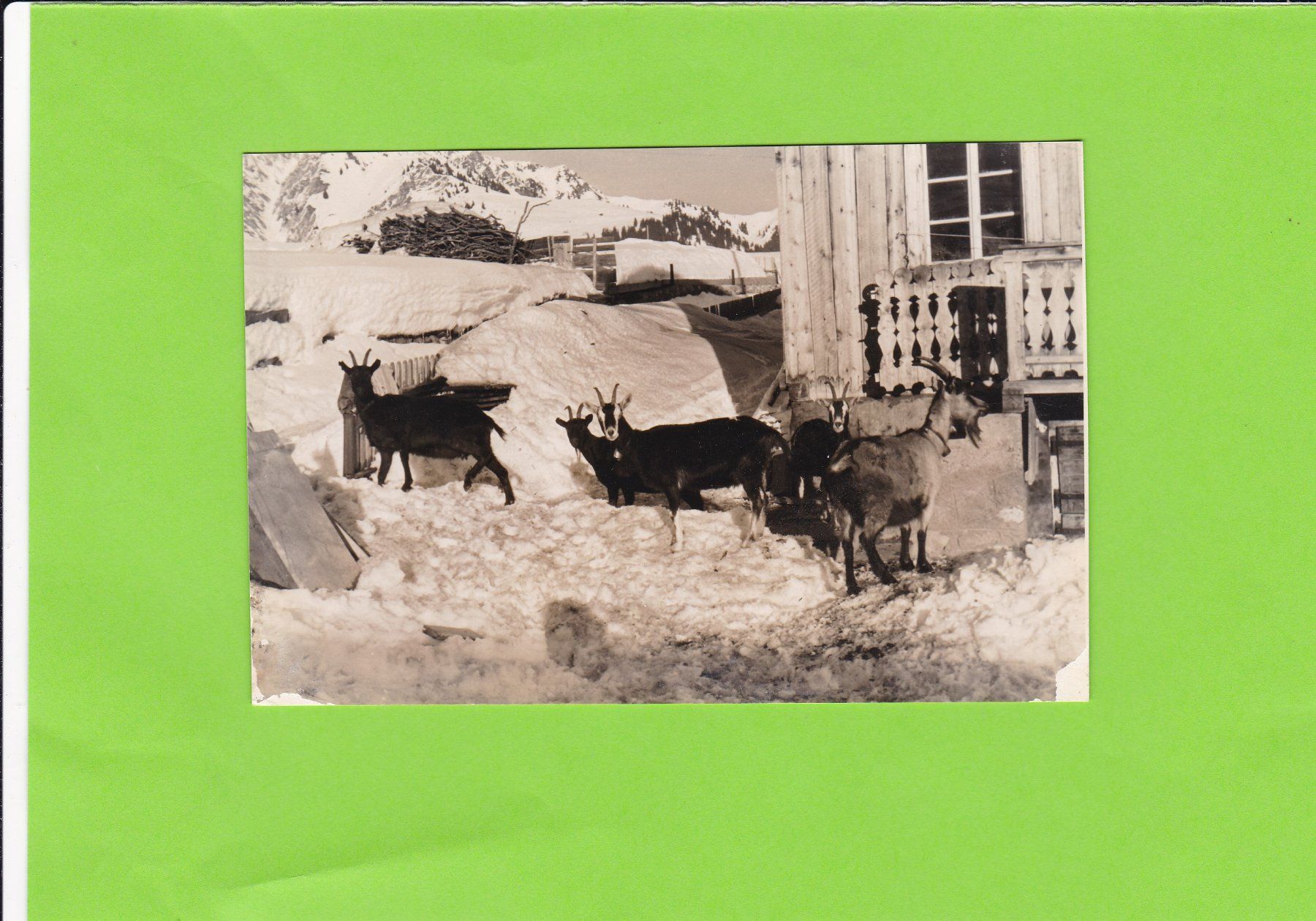 Cartoline postali: Ziegen--Engadin – Usato da St. Peterzell venduto da neckertal