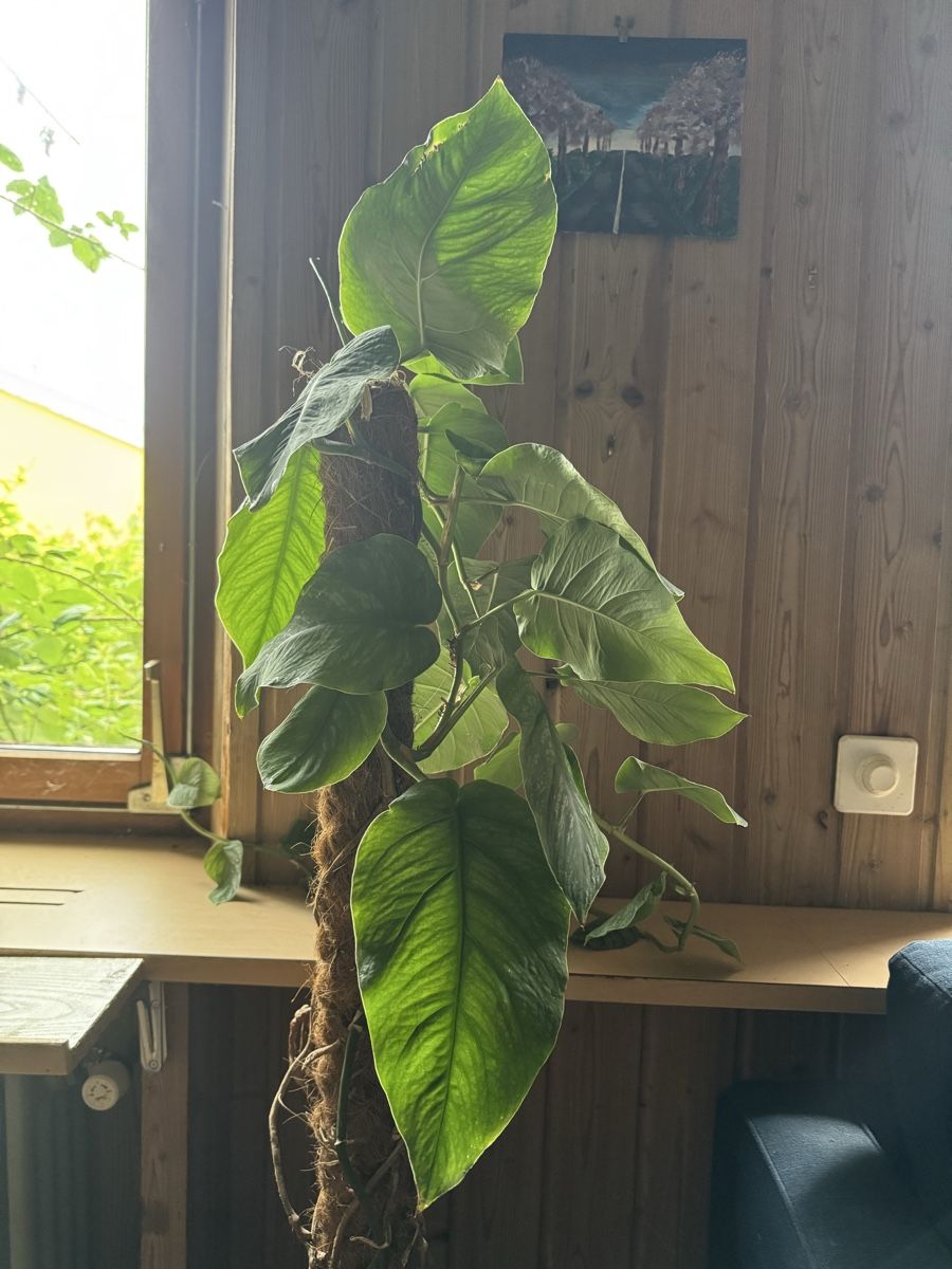 Plantes & graines: Grosse Monstera Dubia - Ab 1.– CHF – D'occasion à Männedorf par mrclst 3