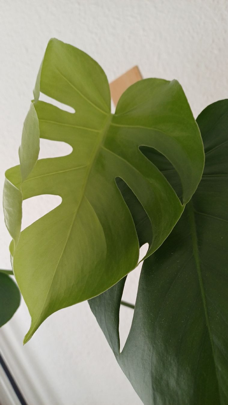 Pflanzen & Samen: Monstera Deliciosa – Gebraucht aus Bern von uwi_8t7x 4