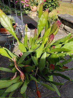 Plantes & graines: Blattkaktus – D'occasion à Frauenfeld par stonefishstony 1