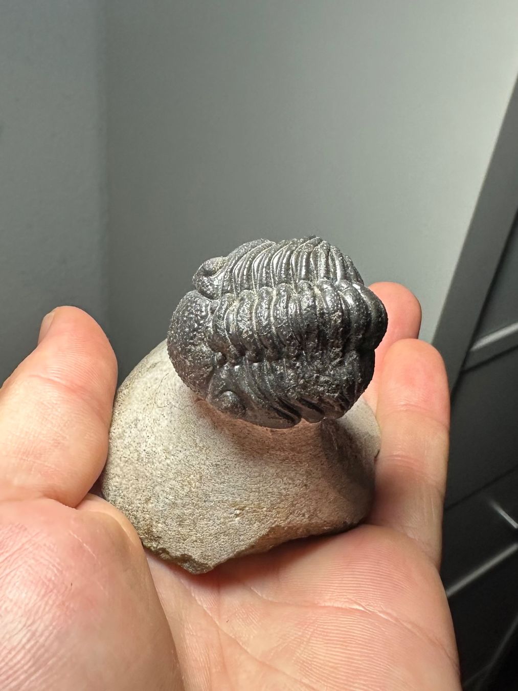 Fossili: Fossiler Trilobit - Phacops africanus – Usato da Lutzenberg venduto da CS65 2