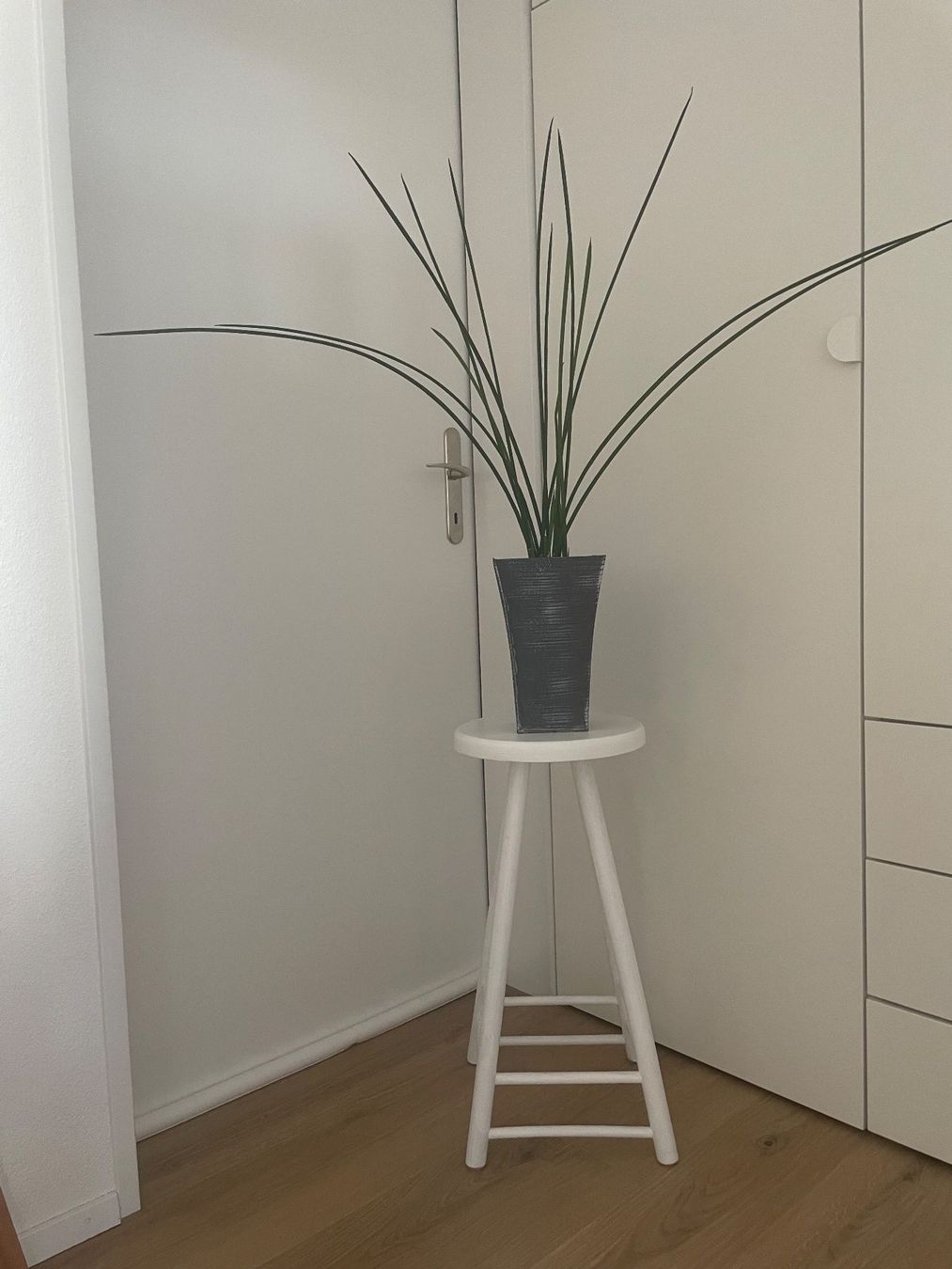 Plantes & graines: Dekorative sansevieria, Bogenhanf, Schwiegermutterunge 80 cm – D'occasion à Winkel par Kade50