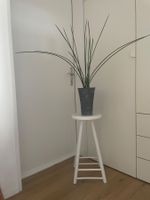 Dekorative sansevieria, Bogenhanf, Schwiegermutterunge 80 cm