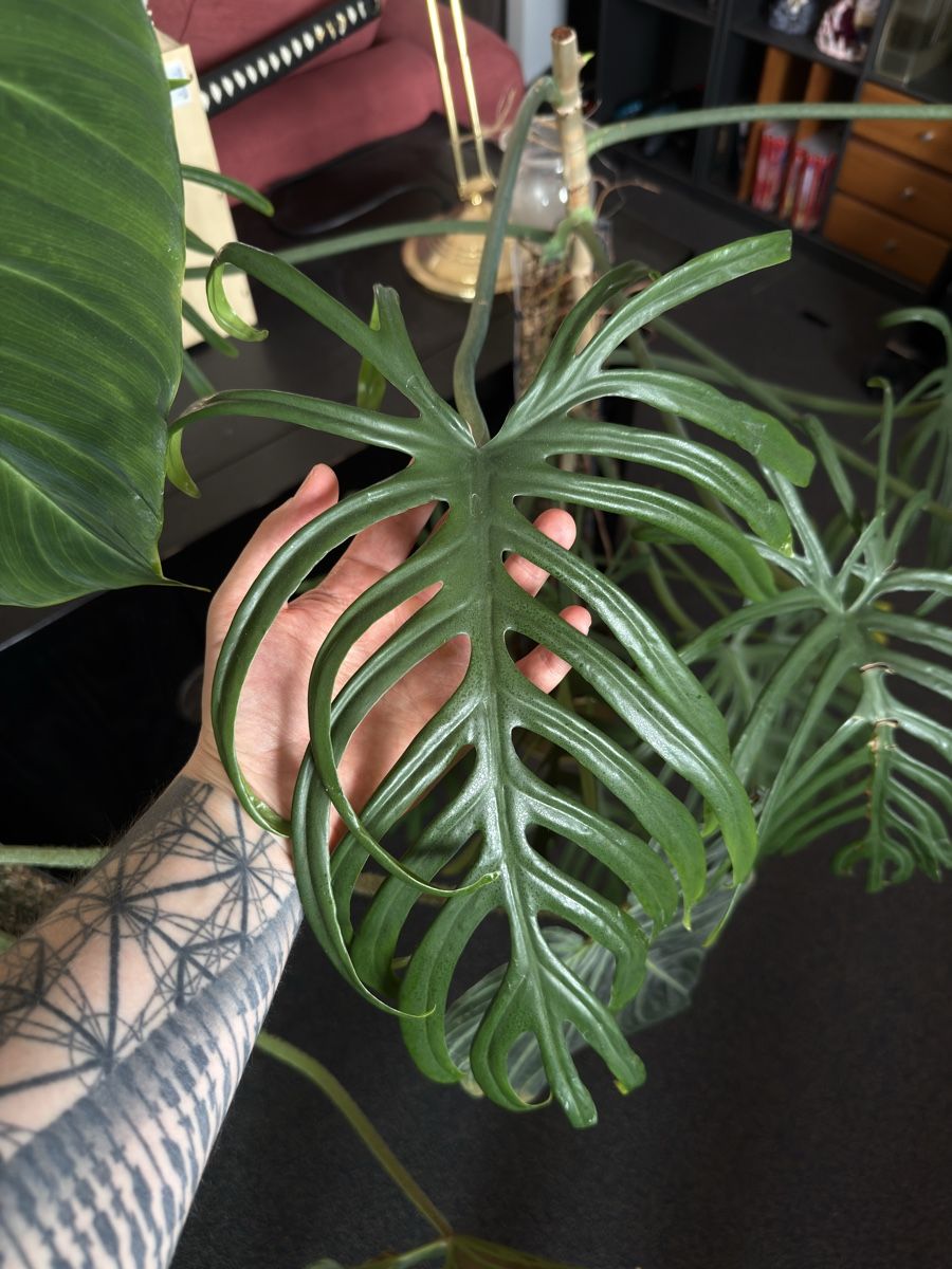 Piante & sementi: Philodendron Elegans – Usato da Morlon venduto da lucius.greenery