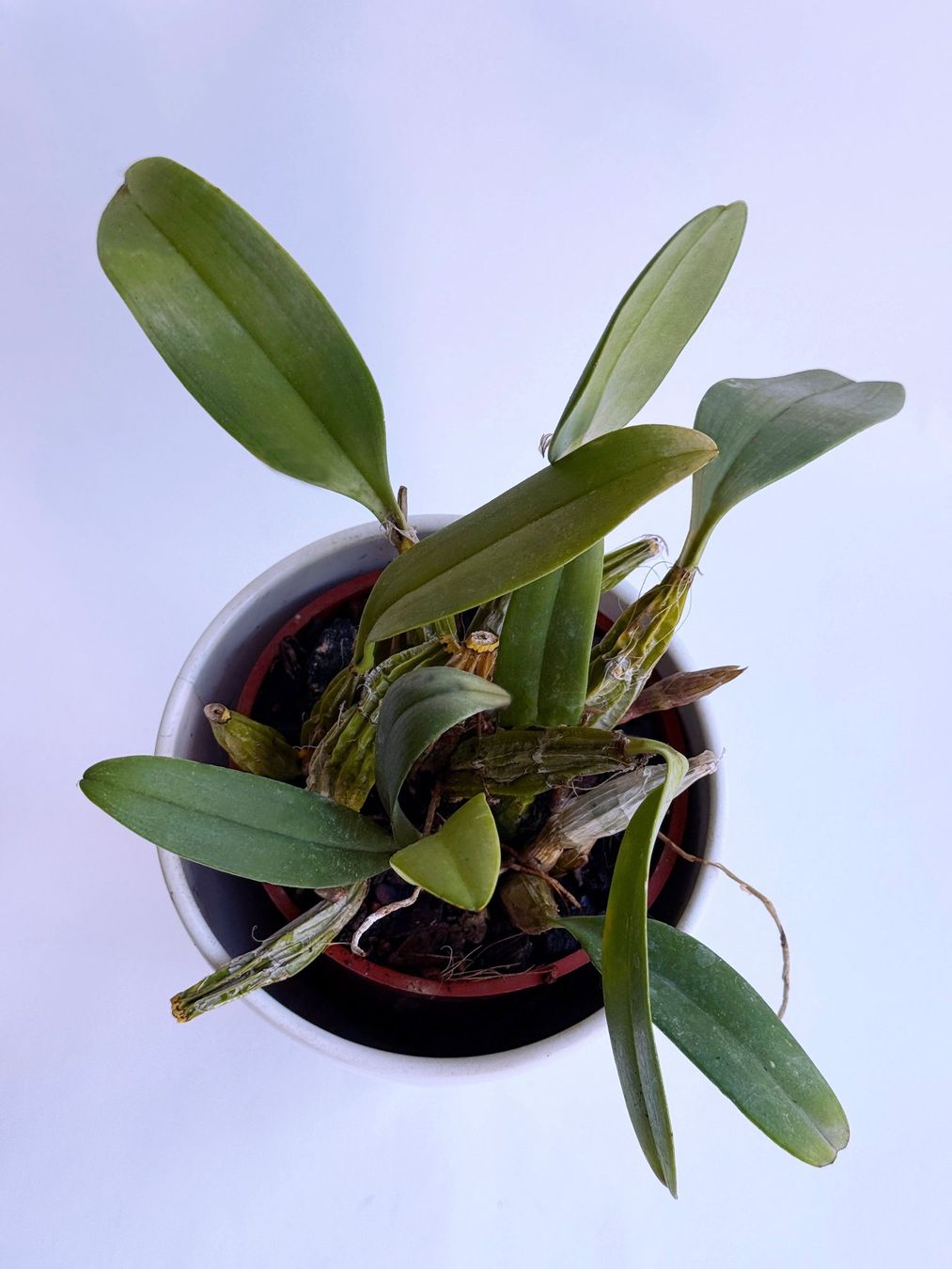 Piante & sementi: Dendrobium lindleyi ***** – Nuovo (secondo la descrizione) da Dübendorf venduto da Orchid18 2