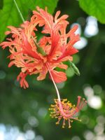 Koralleneibisch (Hibiscus schizopetalus)