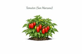 Tomate, San Marzano,10 Samen