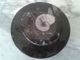 schöne Fossilienmatrix-Schatulle m. Ammonit auf dem Deckel