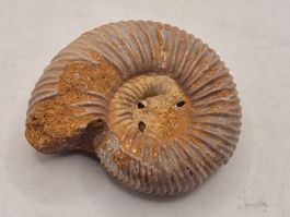 Ammonit aus Marokko – echtes Fossil aus der Urzeit (34)