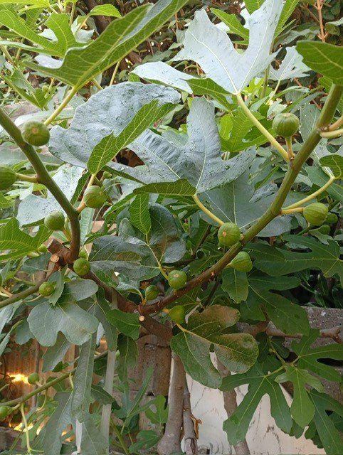 Plantes & graines: Feigenbäume – D'occasion à Langenthal par Shadowman01 6