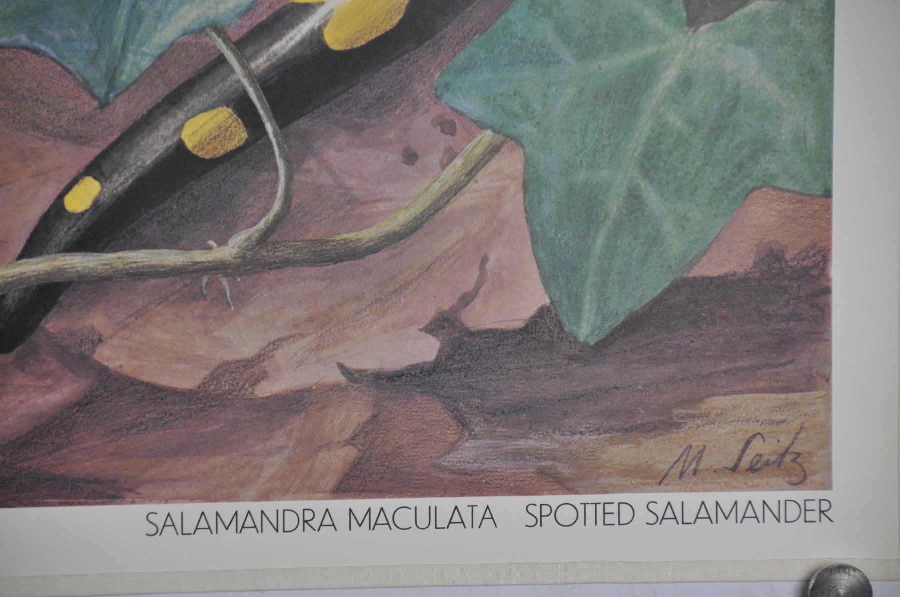 Foto & Immagini: Schulwandbild Feuersalamander Marta Seitz /  @mar – Usato da Härkingen venduto da sammelbecken 3