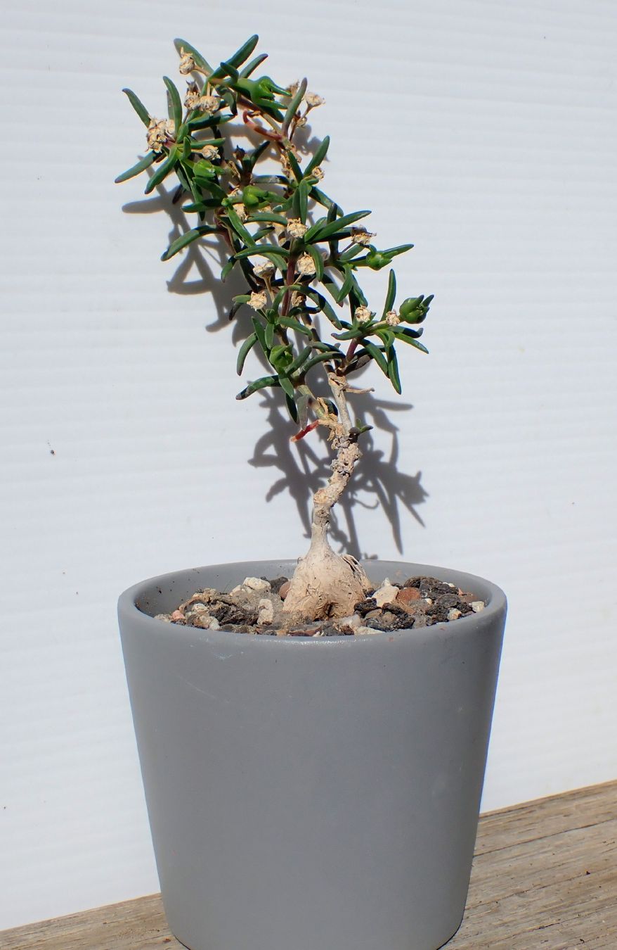 Pflanzen & Samen: Delosperma napiforme – Gebraucht aus Comano von che_8lc2 2