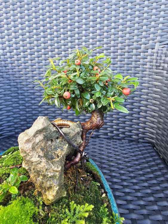 Einzigartige Bonsai Konstellation 2