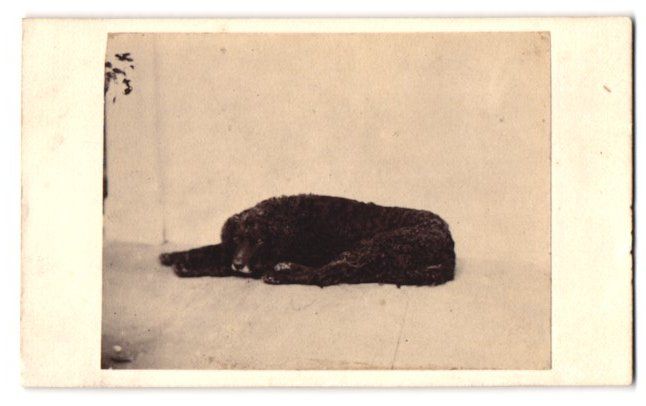 Fotografie & Manifesti: Fotografie G. P. Manley, Westerham / Ken – Usato da Berlin venduto da bartko-reher