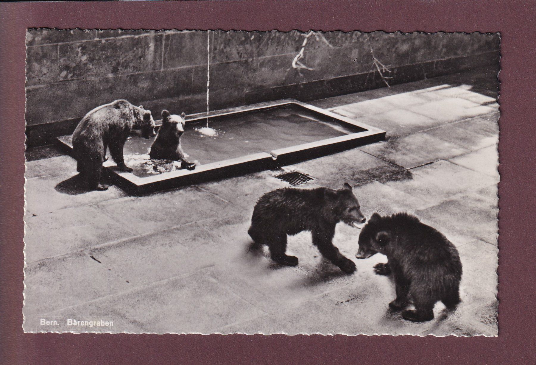 Cartoline postali: BERN - Bärengraben - 1939 – Usato da Pully venduto da nicecards