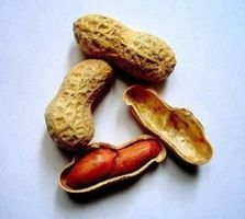 Cultivez vos CACAHUETES ! arachide 10g