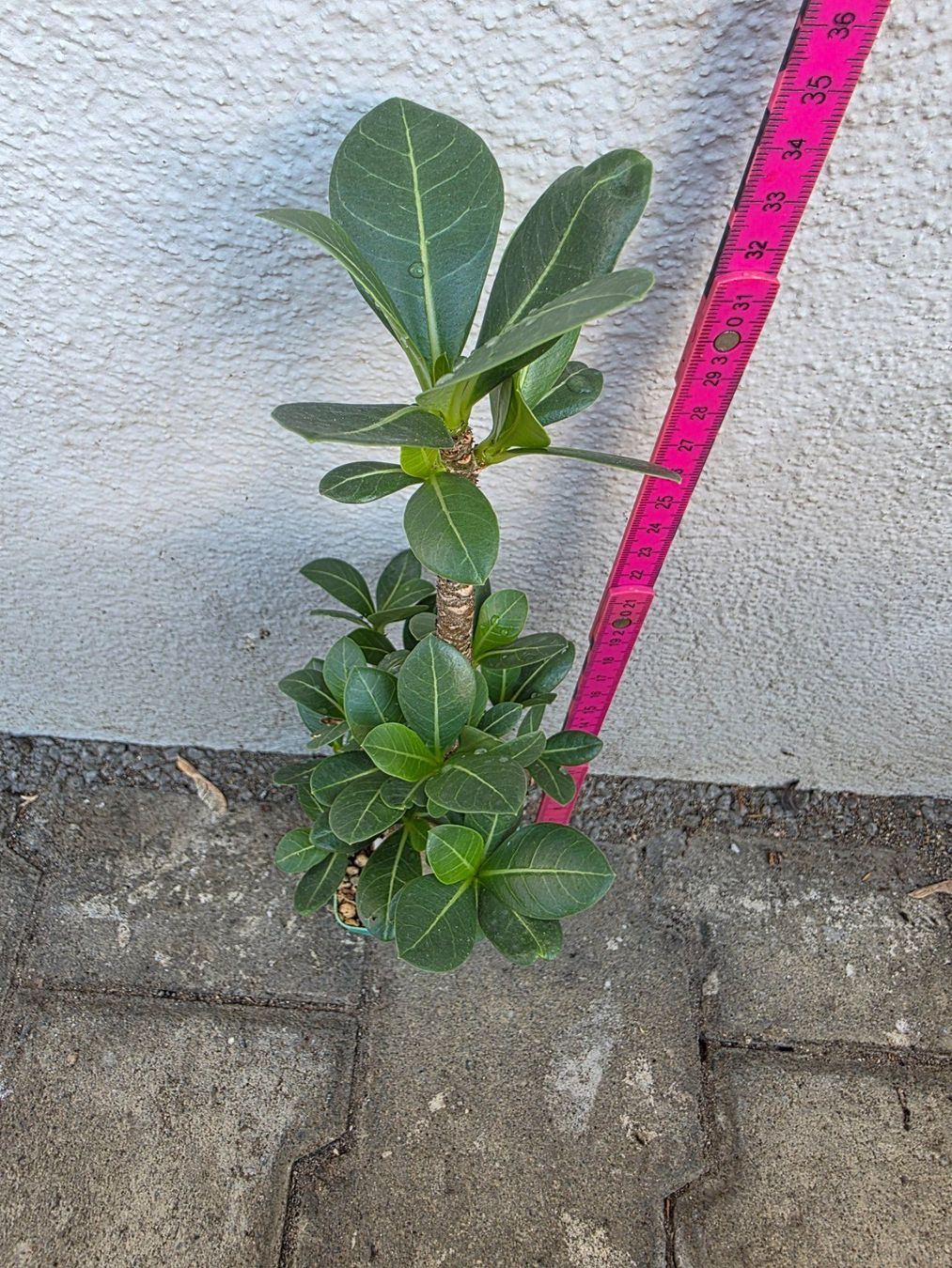 Piante & sementi: Adenium arabicum Sämling / Wüstenrose – Usato da Thalheim venduto da silvara01 2