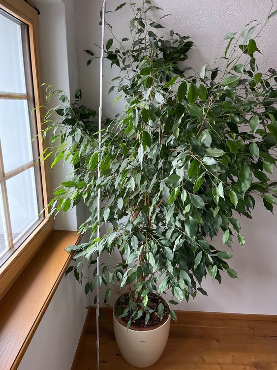 Zimmerpflanze Ficus benjamini Kaufen auf Ricardo