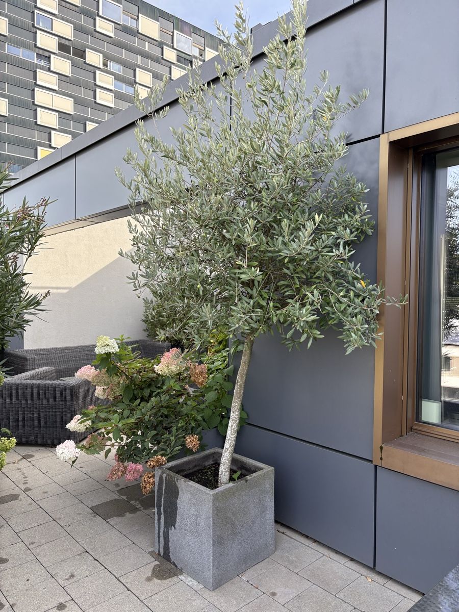 Plantes & graines: Olivenbaum mit Topf – D'occasion à Zürich par seb_8rsb