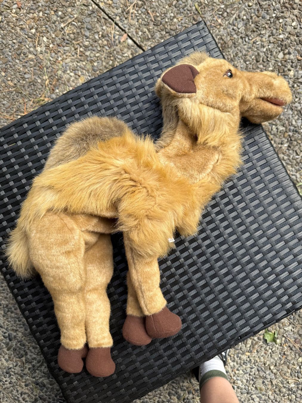 Bambole: Folkmanis Handpuppe Kamel – Usato da Unterseen venduto da delago54 1