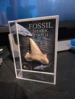 Haizahn Fossil in Acrylglas Display guter Zustand