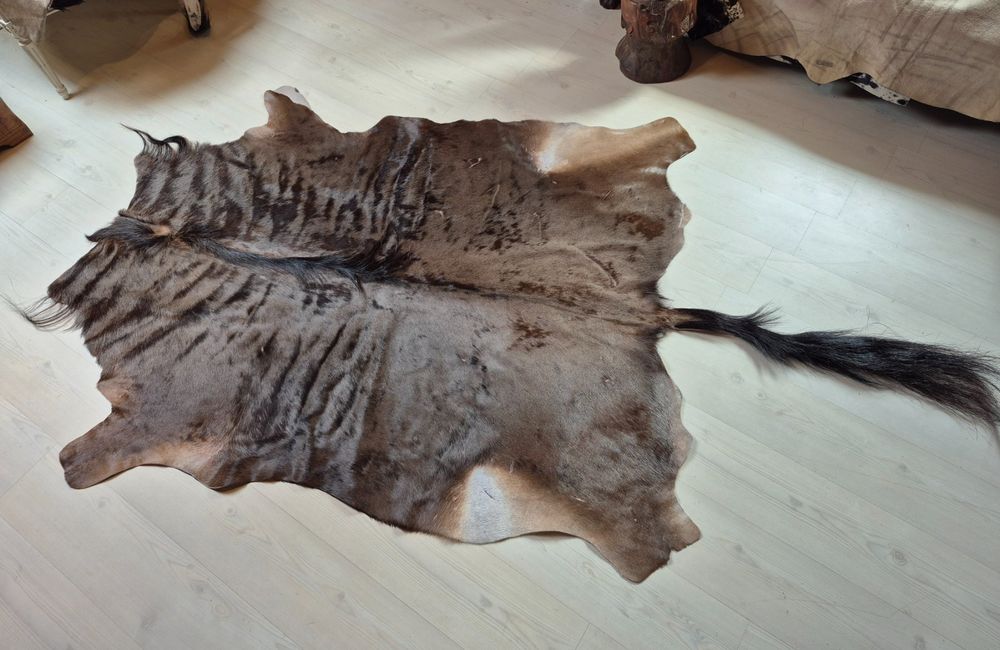 Veritable peau de gnou africain 1/ Echtes Gnufell 1 (Gebraucht) in ...