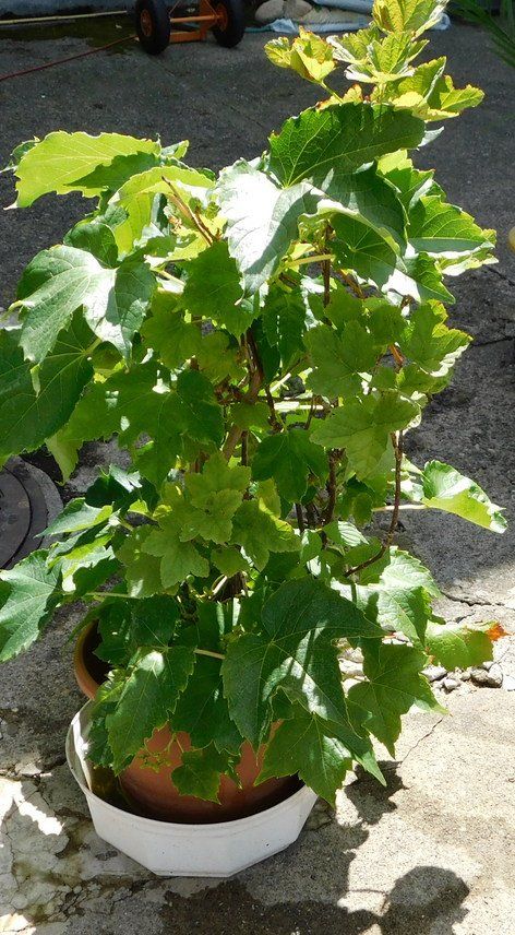 Plantes & graines: Ziertraube – D'occasion à Villnachern par Niggo0 1