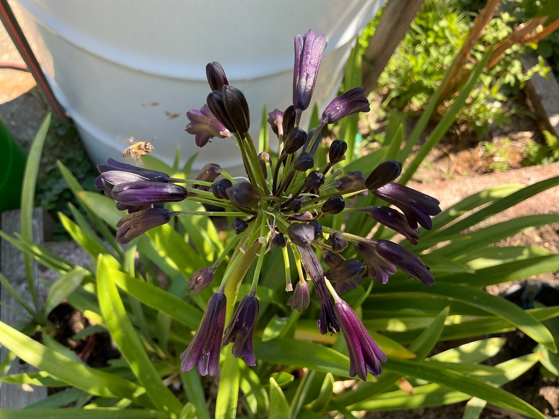 Pflanzen & Samen: Agapanthus Black Magic – Gebraucht aus seon von Agnom 2