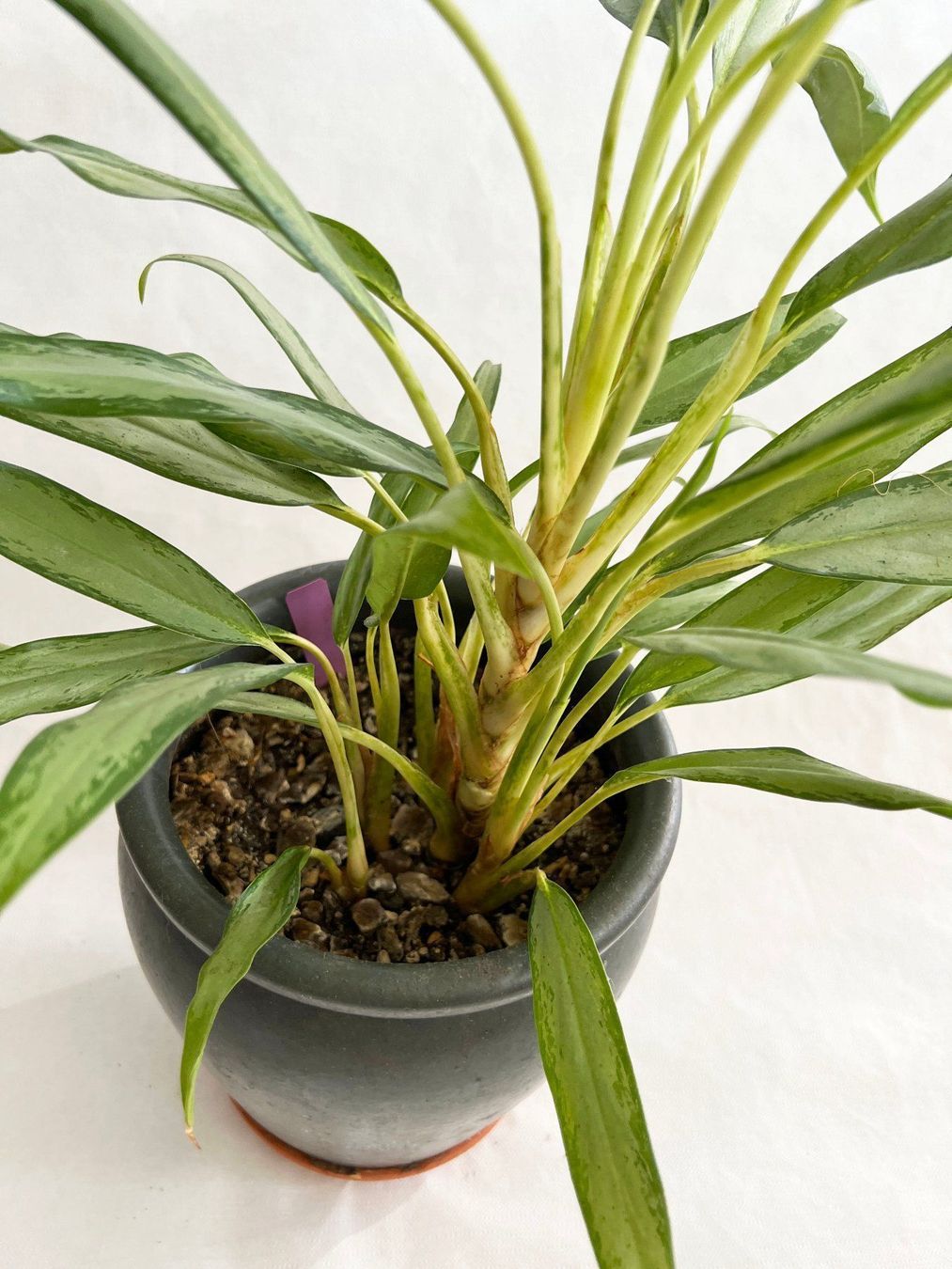 Piante & sementi: AGLAONEMA COMMUTATUM 'SILVER QUEEN' – Usato da Dübendorf venduto da Orchid18 2