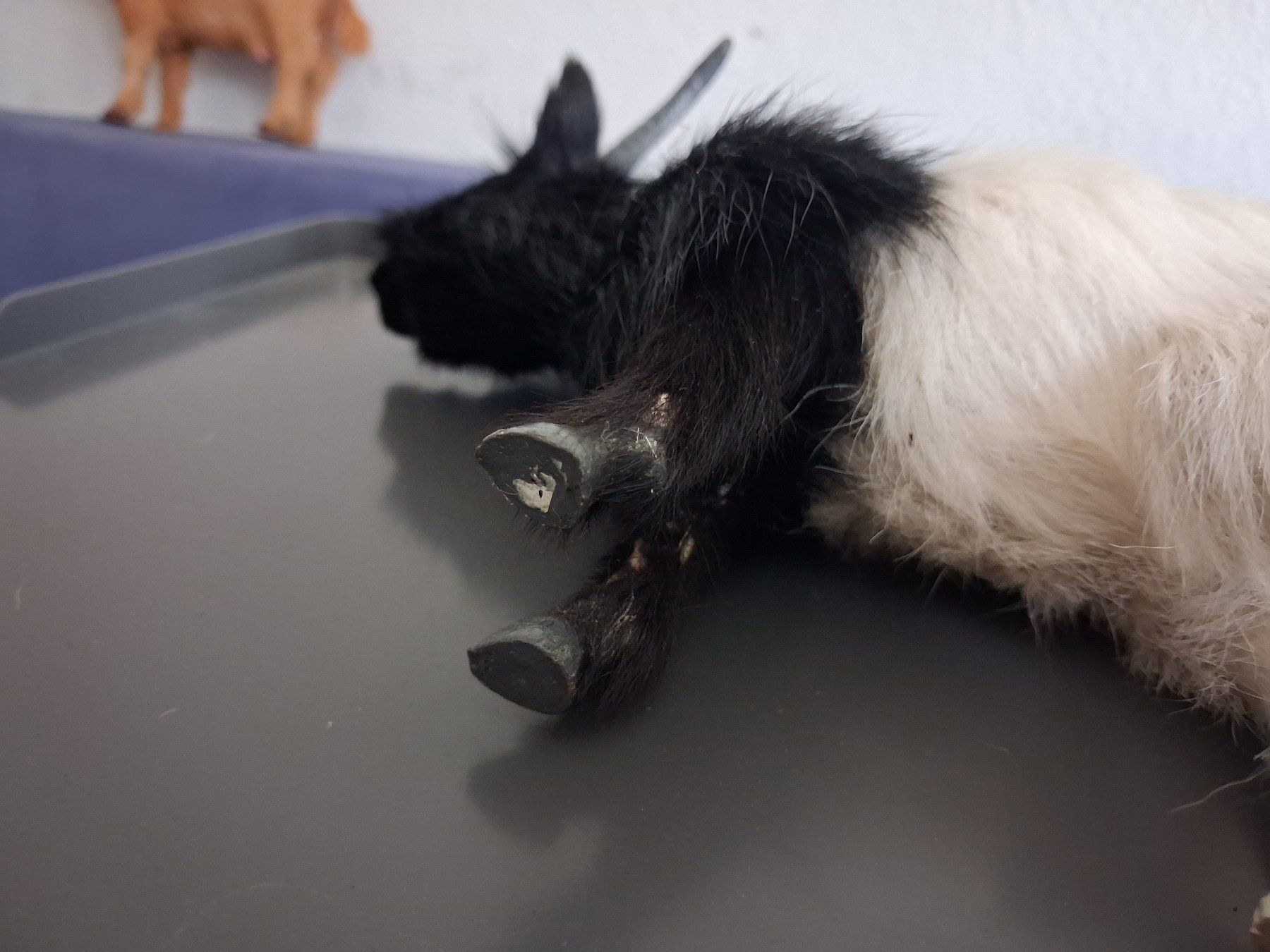 Statuette: Geissen Tierminiatur – Usato da Zürich venduto da rald 5
