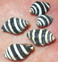Deko Meer Muschel Set 076 – Zebra Schnecke 5 Stück
