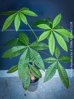 Pachira Aquatica - Glückskastanie - Top Robust - rund 120cm