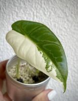Alocasia Frydek Albo Babyplant