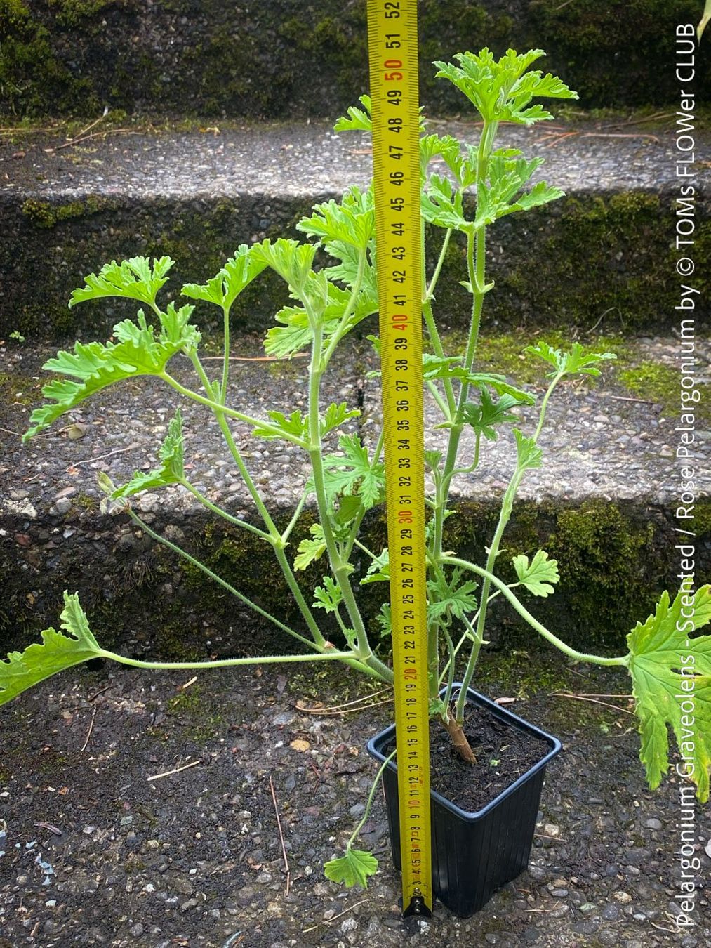 Plantes & graines: Pelargonium Graveolens - Duftpelargonium – Neuf avec emballage d'origine à Adliswil par astom369 6