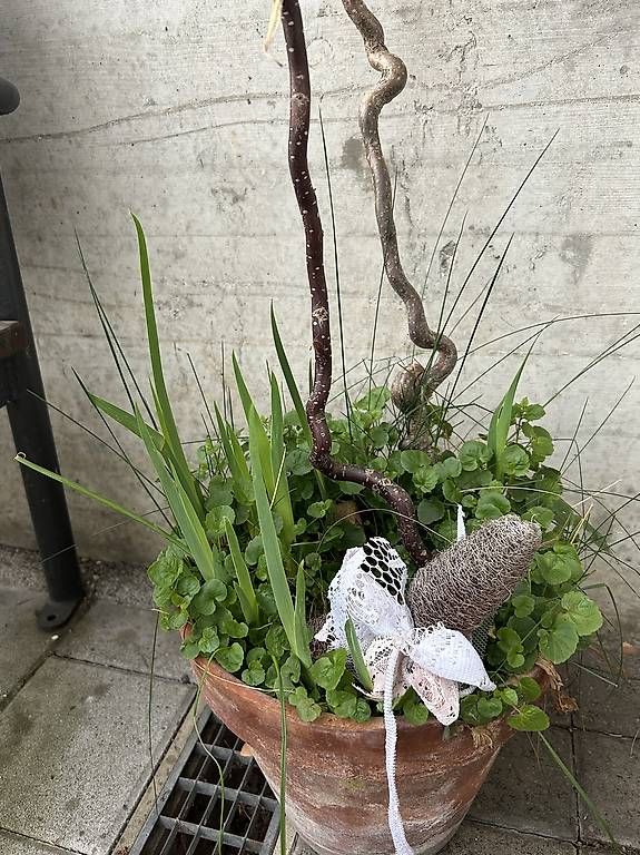 Plantes & graines: Iris und Campanula – D'occasion à Frauenfeld par Irene.Schuppli 4