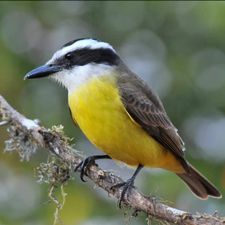 Profile image of Bentevi