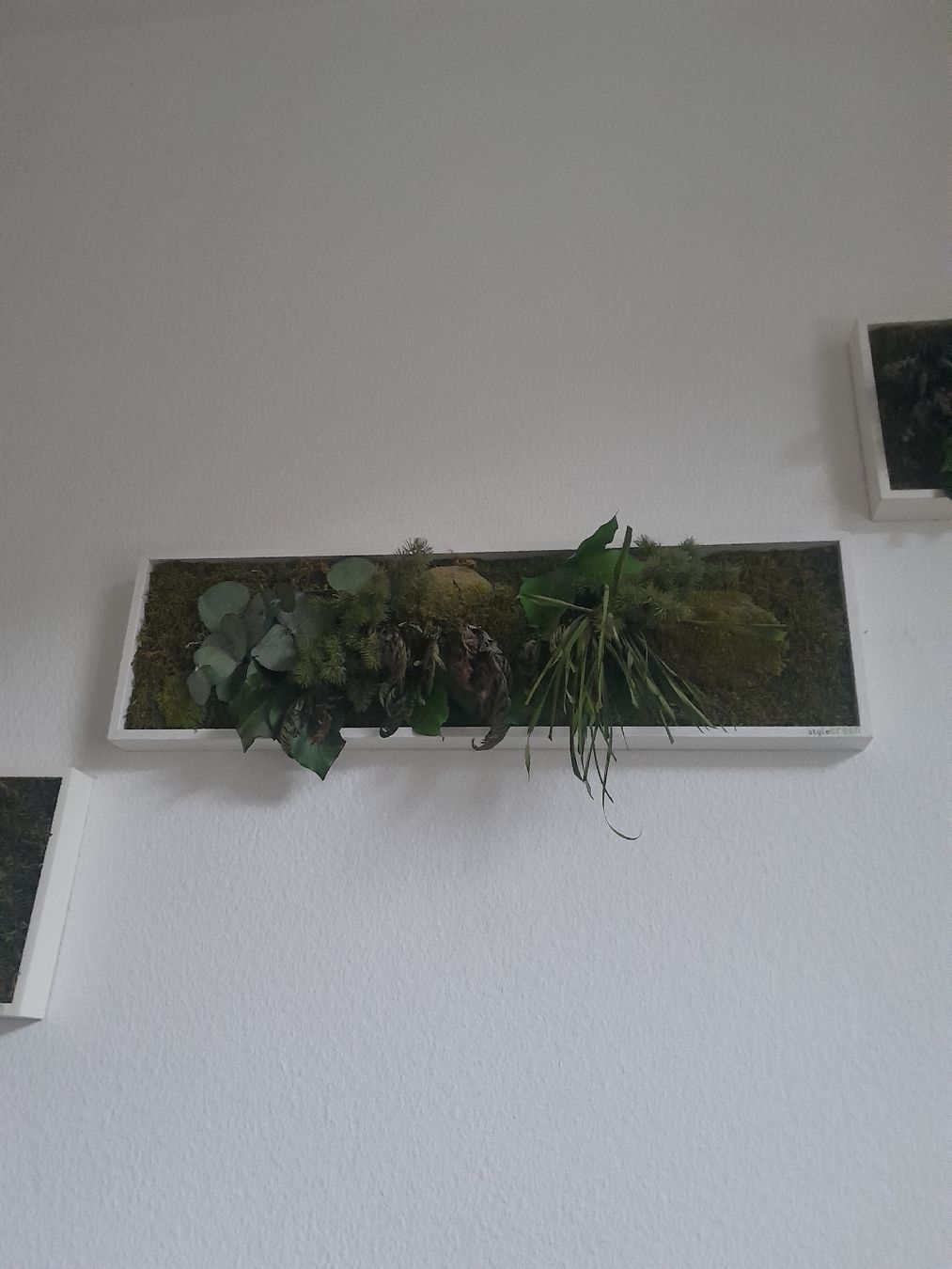 Foto & Immagini: Echtmoosbild im Rahmen von StyleGreen – Usato da Olten venduto da so.bi