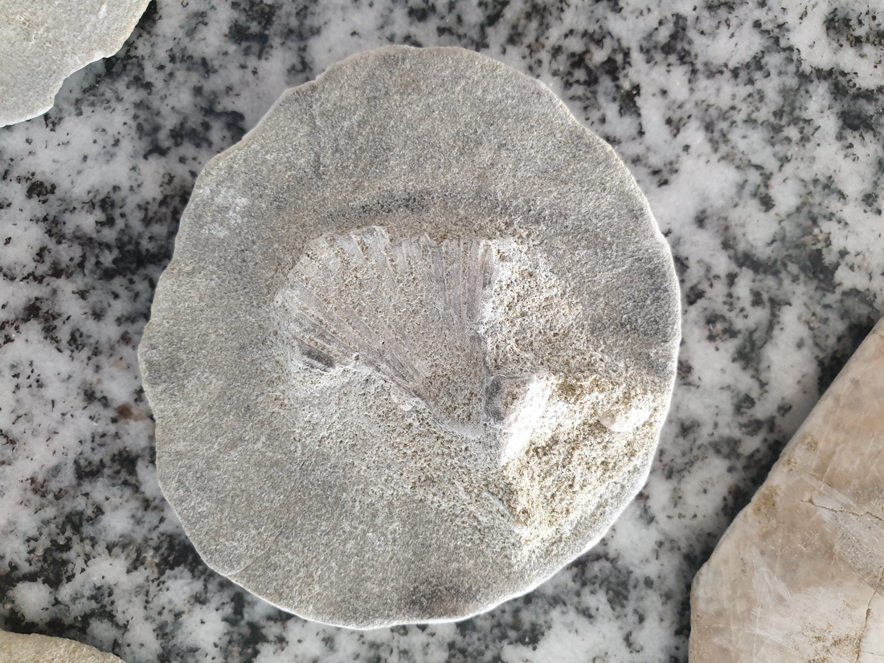 Fossili: Versteinerungen – Usato da Wald ZH venduto da Walder8636 9